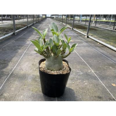 ふるさと納税 長与町 Adenium arabicum アデニウム アラビカム 1株 長与町/アグリューム