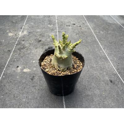 ふるさと納税 長与町 Adenium arabicum アデニウム アラビカム 1株 長与町/アグリューム |  | 01