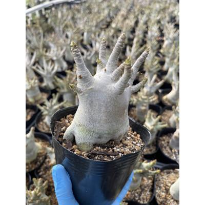 ふるさと納税 長与町 Adenium arabicum アデニウム アラビカム 1株 長与町/アグリューム |  | 02