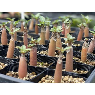 ふるさと納税 長与町 Adenium arabicum アデニウム アラビカム 1株 長与町/アグリューム |  | 03