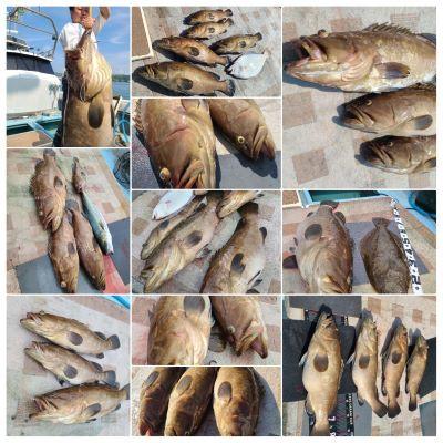 ふるさと納税 唐津市 [クエ釣り]「天童丸」で呼子港から玄海灘(唐津離島エリア)へ クエ釣り船1日乗船券(1名様)