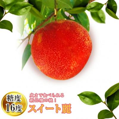 ふるさと納税 伊達市 [先行予約] 福島県産 桃 スイート麗 1.5kg(6〜9玉) [高橋もも園] F20C-149