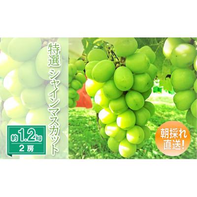 ふるさと納税 生坂村 園主厳選!大房シャインマスカット約1.2kg(2房)