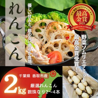 ふるさと納税 香取市 甘くなめらか!香取市産レンコン2キロ
