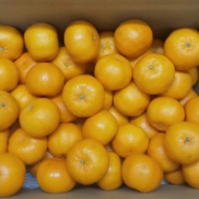 ふるさと納税 伊予市 訳ありポンカン5kg ご家庭用 先行予約 柑橘 伊予市[2026年1月中旬以降順次発送]