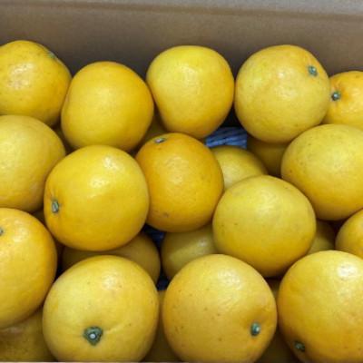 ふるさと納税 伊予市 訳あり 河内晩柑 8kg ご家庭用 先行予約 伊予市[2026年4月上旬以降順次発送]