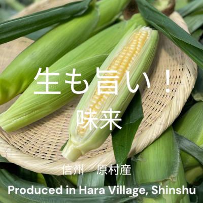 ふるさと納税 原村 [2025年10月より順次発送!]信州産 生も旨い!スイートコーン10本入り
