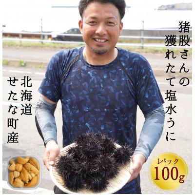 ふるさと納税 せたな町 [2026年7月から順次発送]北海道せたな町産 塩水うに(キタムラサキウニ) 100g