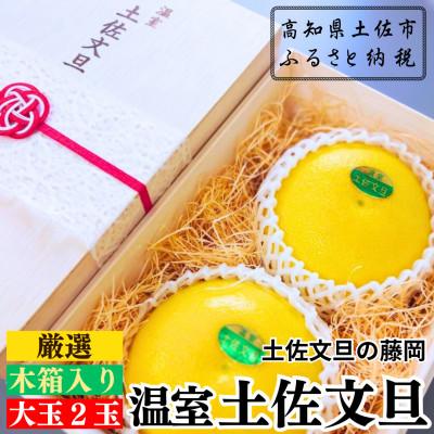 ふるさと納税 土佐市 [土佐文旦の藤岡] 温室土佐文旦 木箱入り贈答用 大玉2玉(約1.2kg)年内配送可能