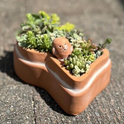 ふるさと納税 藤井寺市 前方後円墳の多肉植物寄せ植え