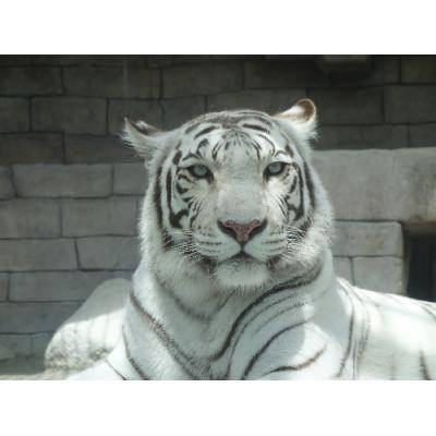 ふるさと納税 宮代町 東武動物公園「入場券+のりもの券10枚綴り」(ペア) |  | 01
