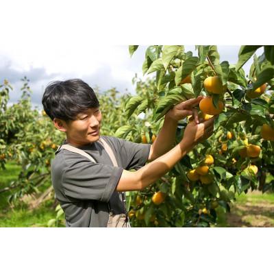 ふるさと納税 五條市 【訳あり】奈良県西吉野の富有柿　約7.5kg |  | 01