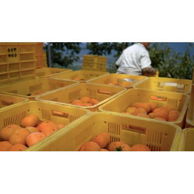 ふるさと納税 五條市 【訳あり】奈良県西吉野の富有柿　約7.5kg |  | 03