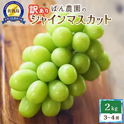 ふるさと納税 佐渡市 [2026年9月発送分]訳あり シャインマスカット2kg 3〜4房 佐渡島産