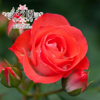 ふるさと納税 花巻市 花巻温泉バラ園 オリジナル品種「花巻おとめ80」新苗 &lt;2026年6月上旬より随時発送&gt;