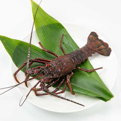 ふるさと納税 館山市 【金曜日発送】漁師直送!千葉県館山産 天然『活』伊勢海老　1kg(3〜5尾) |  | 01