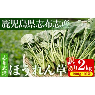 ふるさと納税 志布志市 ≪R7年12月頃より順次配送予定≫ 志布志湾ほうれん草計2kg(200g×10袋)