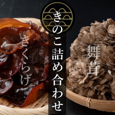 ふるさと納税 大和町 七つ森ふもと舞茸 詰め合わせギフトセット Mサイズ(舞茸500g×1パック・きくらげ100g×3袋)