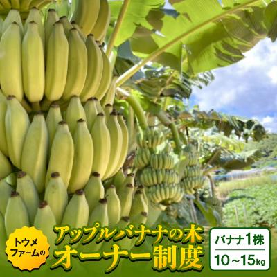ふるさと納税 本部町 [2026年収穫・農園直送]あなたの木から届く!本部町産アップルバナナ オーナー制度