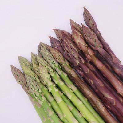 ふるさと納税 富良野市 富良野産 グリーン&amp;ラベンダーアスパラガス(2Lサイズ) 混合1kg