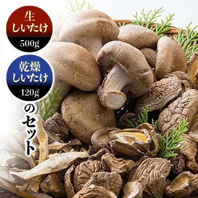 ふるさと納税 上郡町 玉兎(生しいたけ)500g×1、(乾燥椎茸ホール)40g×3