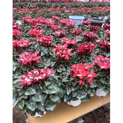 ふるさと納税 鹿嶋市 いろどりシクラメン5号鉢-2鉢セット