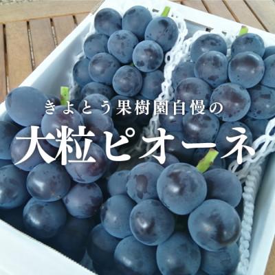 ふるさと納税 津山市 【2026年先行予約】ピオーネ 上級品3-5房入/計2kg〜(岡山県産)