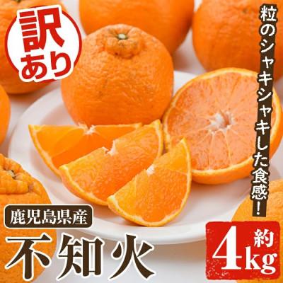 ふるさと納税 阿久根市 訳あり不知火【大将季】約4キロ | 