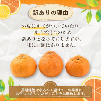 ふるさと納税 阿久根市 訳あり不知火【大将季】約4キロ |  | 02