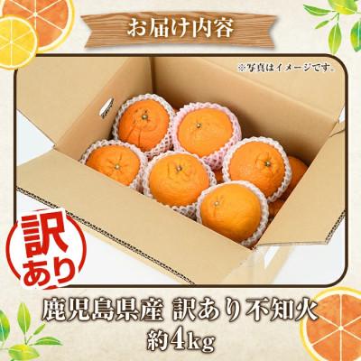 ふるさと納税 阿久根市 訳あり不知火【大将季】約4キロ |  | 03