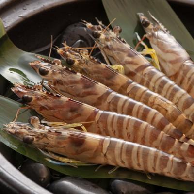 ふるさと納税 宜野座村 【養殖場から直送】急速冷凍車えび 大サイズ
