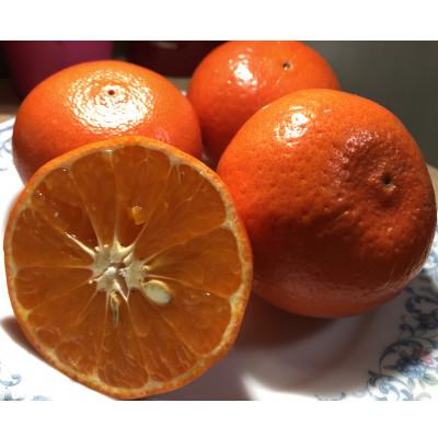 ふるさと納税 坂出市 新品種みかん「みはや」約2kg化粧箱入り