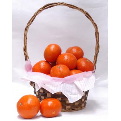 ふるさと納税 坂出市 金時紅みかん約2.5kg化粧箱入り