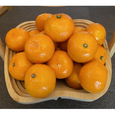 ふるさと納税 坂出市 坂出市王越町の温州みかん 約10kg(約5kg×2箱)