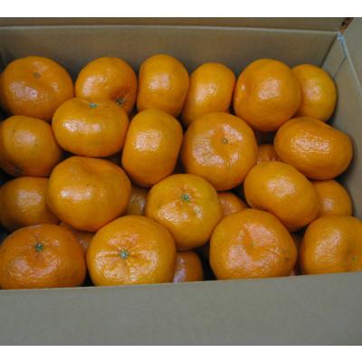 ふるさと納税 坂出市 新品種みかん「西南のひかり」約5kg