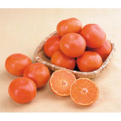 ふるさと納税 坂出市 小原紅早生みかん 約5kg