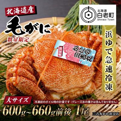 ふるさと納税 白老町 【浜ゆで自社タグ付】北海道産ボイル毛ガニ600g〜660g前後×1尾 | 