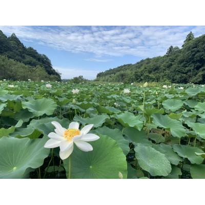 ふるさと納税 佐倉市 里山れんこん1kg |  | 01