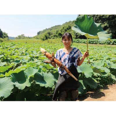 ふるさと納税 佐倉市 里山れんこん1kg |  | 03