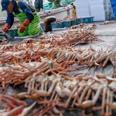 ふるさと納税 小浜市 越前がに (ズワイガニ)1kg×1杯 |  | 01