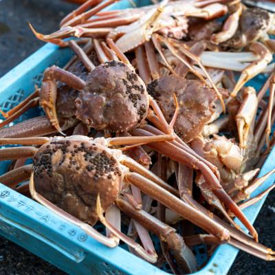 ふるさと納税 小浜市 越前がに (ズワイガニ)1kg×1杯 |  | 02