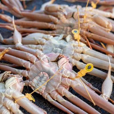 ふるさと納税 小浜市 越前がに (ズワイガニ)1kg×1杯 |  | 03