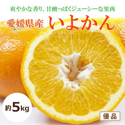 ふるさと納税 松山市 [2026年1月中旬から発送予定]いよかん<優品・家庭用>約5kg