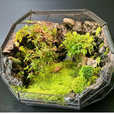 ふるさと納税 能勢町 苔テラリウム