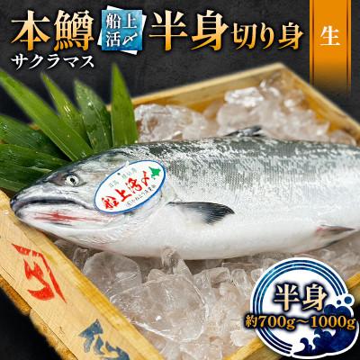 ふるさと納税 様似町 本鱒(サクラマス)船上活〆半身切り身【生】(半身