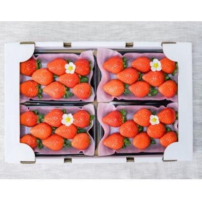 ふるさと納税 西条市 [先行予約]摘みたて完熟いちご「ひのいちご」 2025年12月頃より順次発送予定