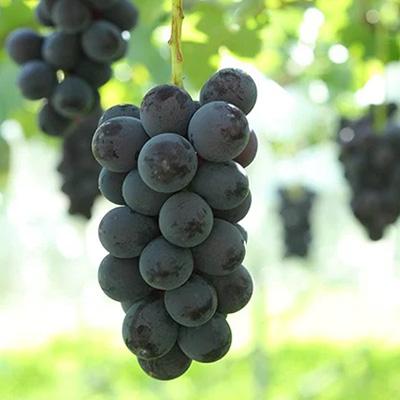 ふるさと納税 中野市 【2026年先行受付】フルーツ王国信州産地直送　皮ごと食べられるナガノパープル　約1kg(1〜3房) |  | 02