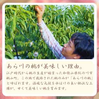 ふるさと納税 紀の川市 名産「あら川の桃」 秀品 約1.1kg(3個入)の画像
