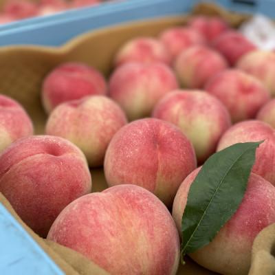 ふるさと納税 紀の川市 名産「あら川の桃」 秀品 約1.1kg(3個入)の画像