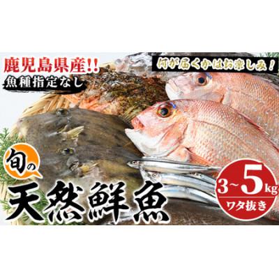 ふるさと納税 阿久根市 旬の天然鮮魚BOX(3〜5kg) さるがく水産 a-20-29